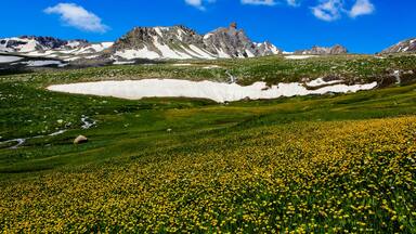 A mountainous landscape with a meadow of yellow flowers and a snow-covered peak.