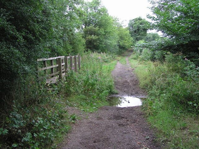 A narrow dirt path with a wooden bridge and a puddle.