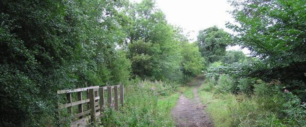 A narrow dirt path with a wooden bridge and a puddle.