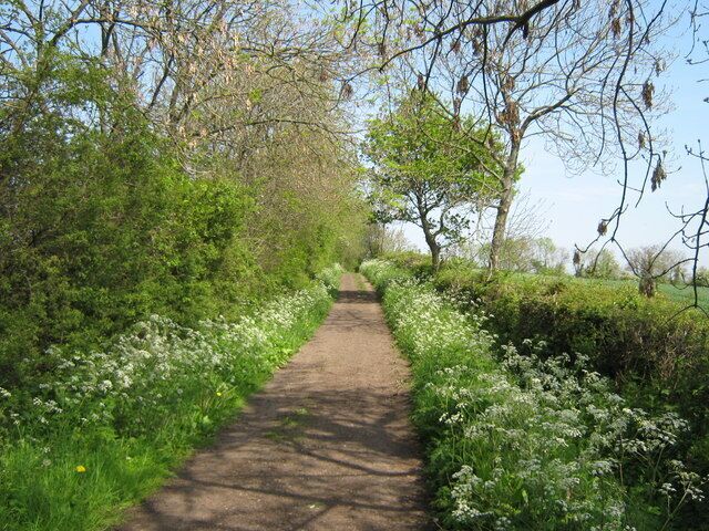 Patches Lane in Springtime A bridleway in Coatham Mundeville Parish Darlington Borough.