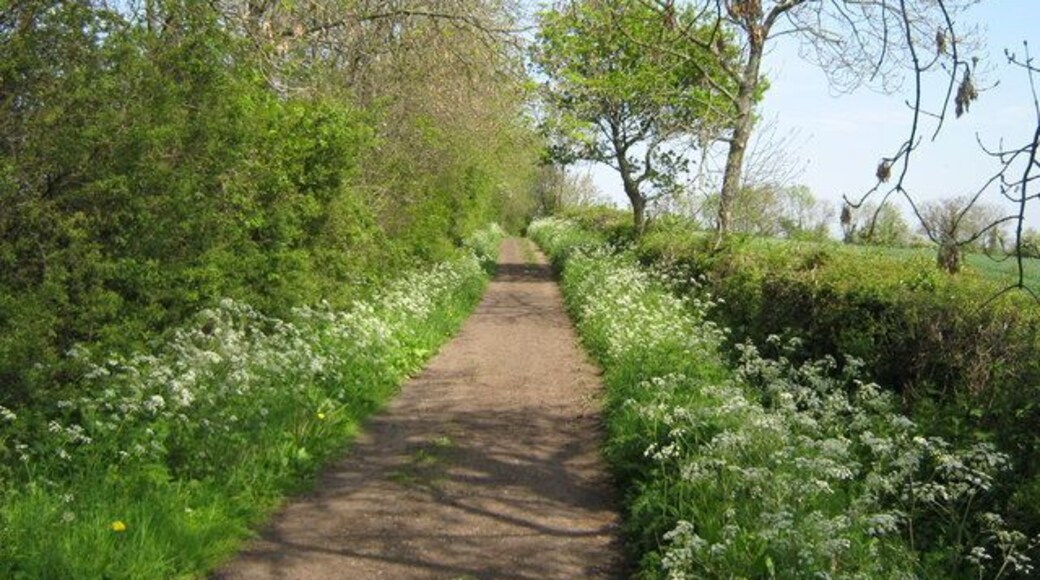 Patches Lane in Springtime A bridleway in Coatham Mundeville Parish Darlington Borough.