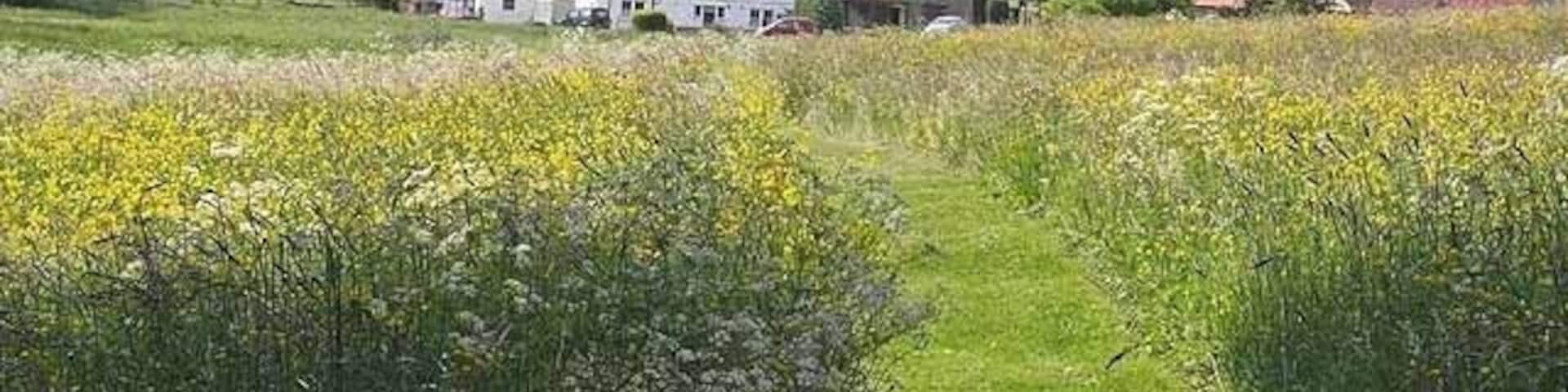 Hay meadow at Headlam Just opposite Headlam Hall, this path has been cut through a hay meadow rich with wild flowers to reach the houses in the hamlet.