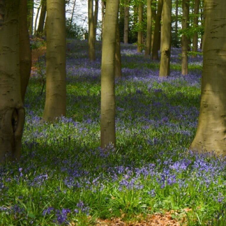 Bluebells at Coton Manor.