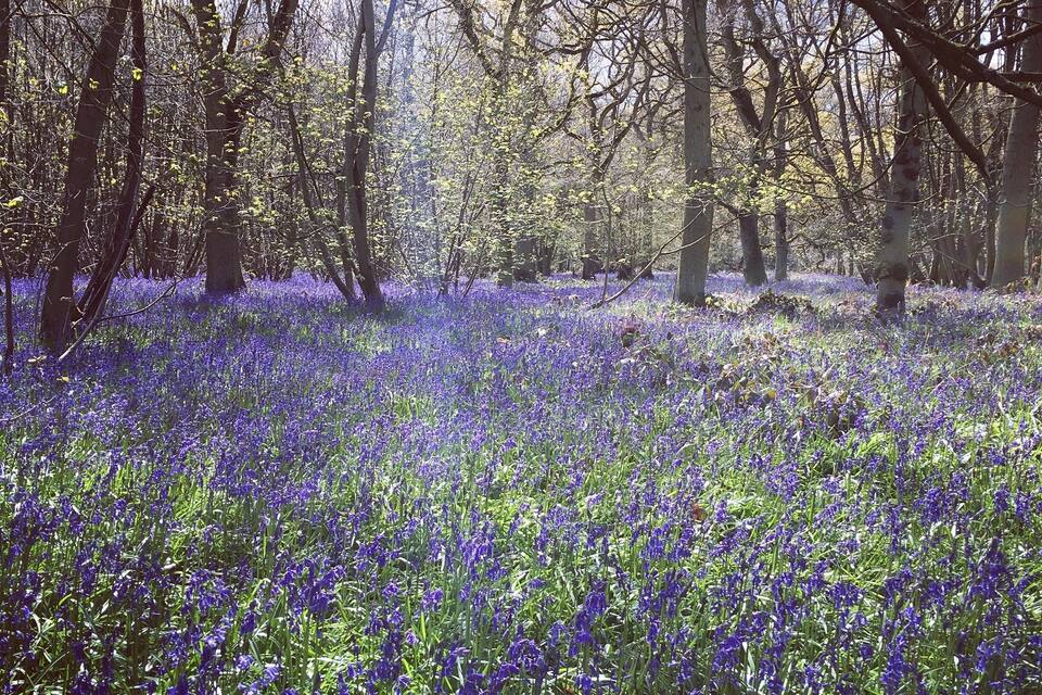 Een bos bedekt met een tapijt van blauwe bloemen en hoge bomen.