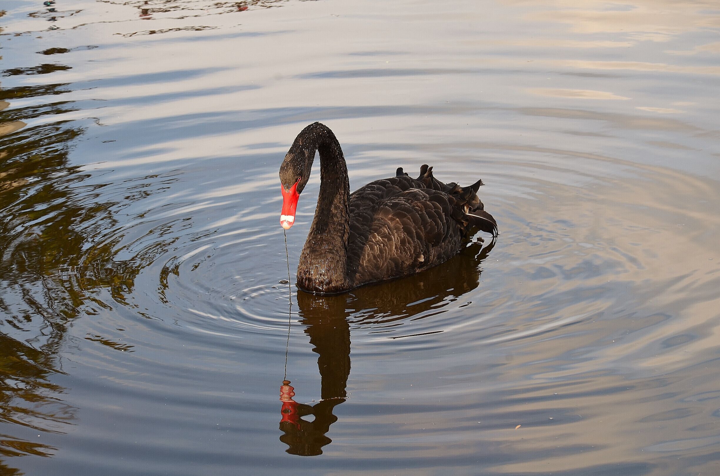 Black Swans at the lake and garden in Dawlish, Devon.