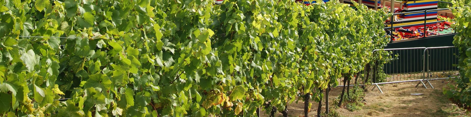 A colorful striped building with a sign reading "MMIX" in a vineyard.