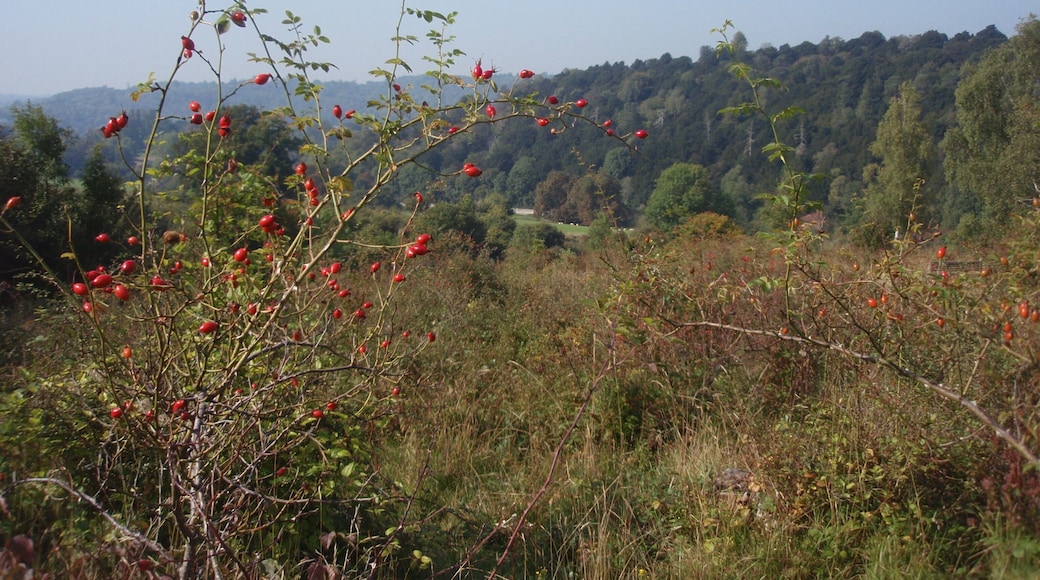 View from Juniper Bottom, Box Hill Looking across the Surrey Hills from Box Hill National Trust nature reserve.