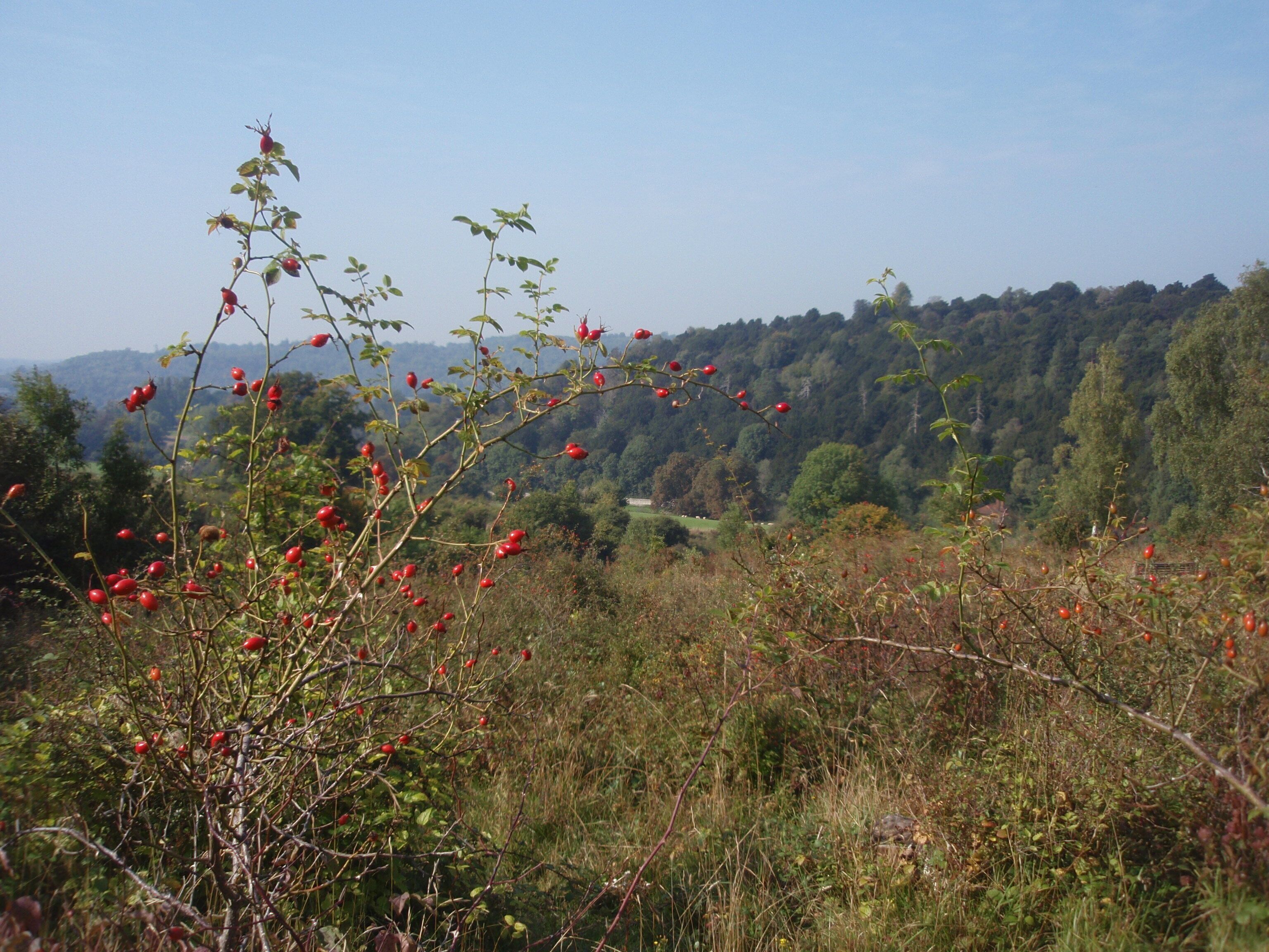 A landscape with a tree bearing red berries, a forested hill in the background, and a clear sky.