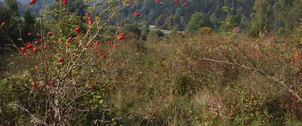 A landscape with a tree bearing red berries, a forested hill in the background, and a clear sky.
