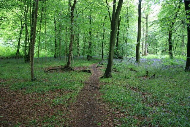 Bluebells at White Down White Down has the largest expanse of bluebell woods on the North Downs, unfortunately I was a couple of weeks late to see them at their best.