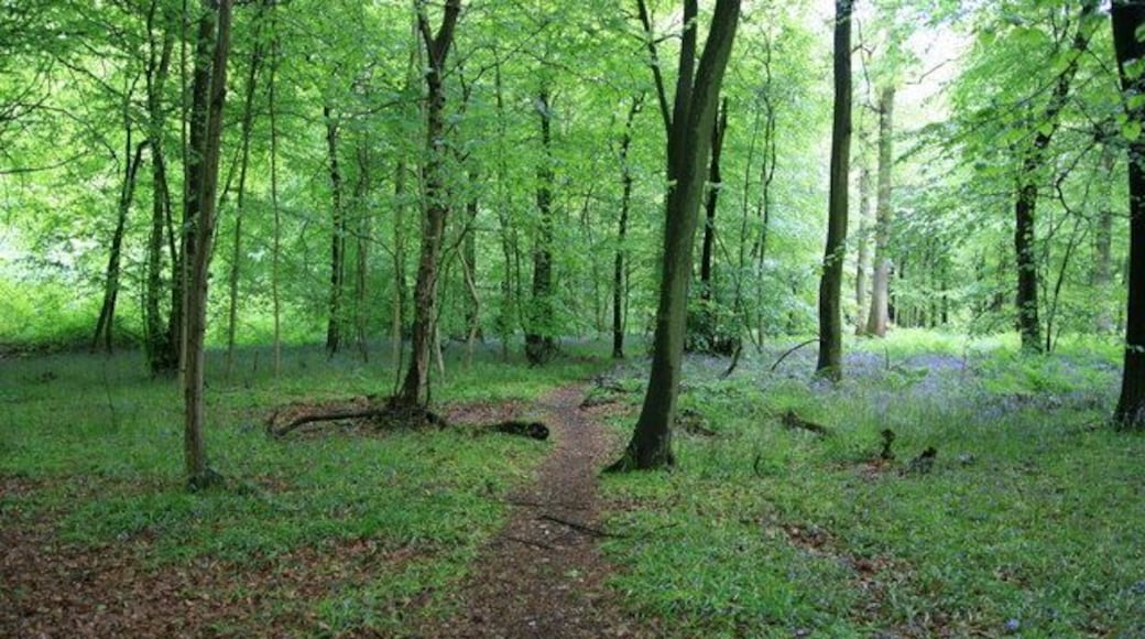 Bluebells at White Down White Down has the largest expanse of bluebell woods on the North Downs, unfortunately I was a couple of weeks late to see them at their best.