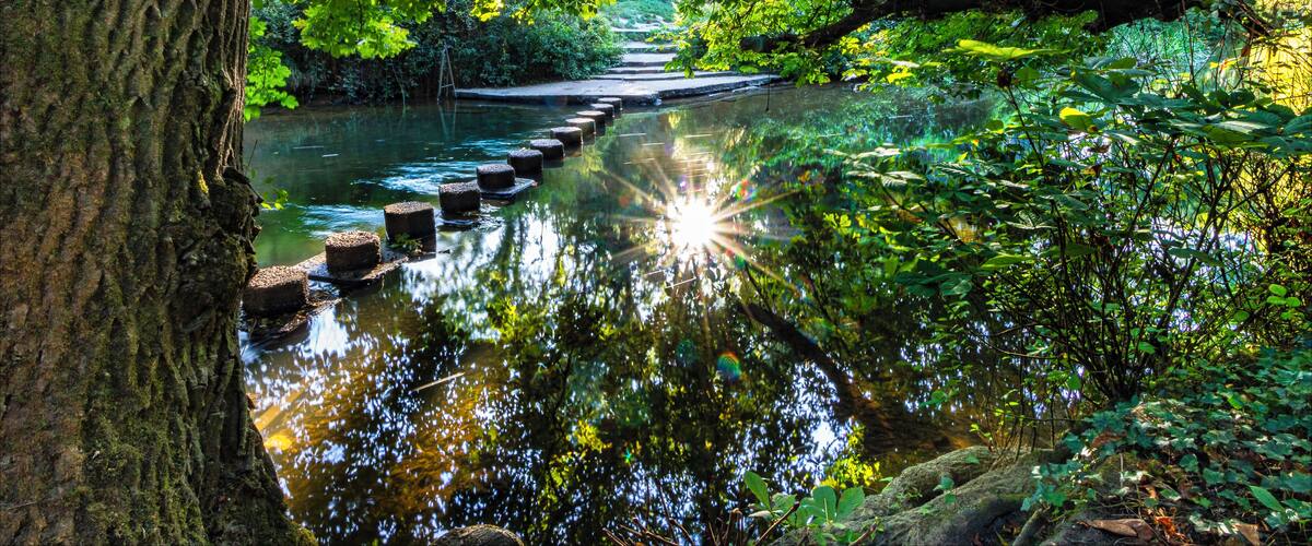 A serene river with stepping stones, surrounded by lush green foliage and trees.