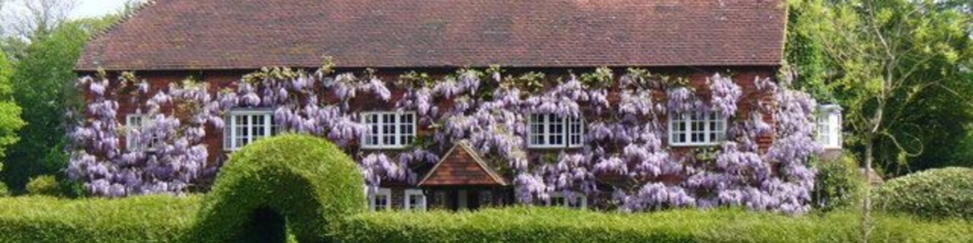 Spring in Mayes Green Spectacular show of blooming wisteria on a Horsham Road home in this Wealden hamlet.