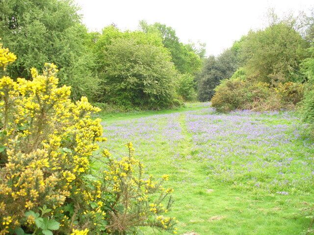 Holmwood Common Mix of deciduous trees and open grassland. Here broom and bluebells are in bloom.