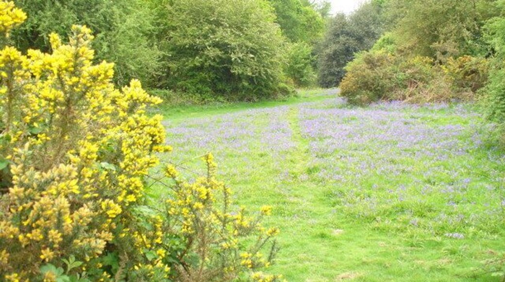 Holmwood Common Mix of deciduous trees and open grassland. Here broom and bluebells are in bloom.