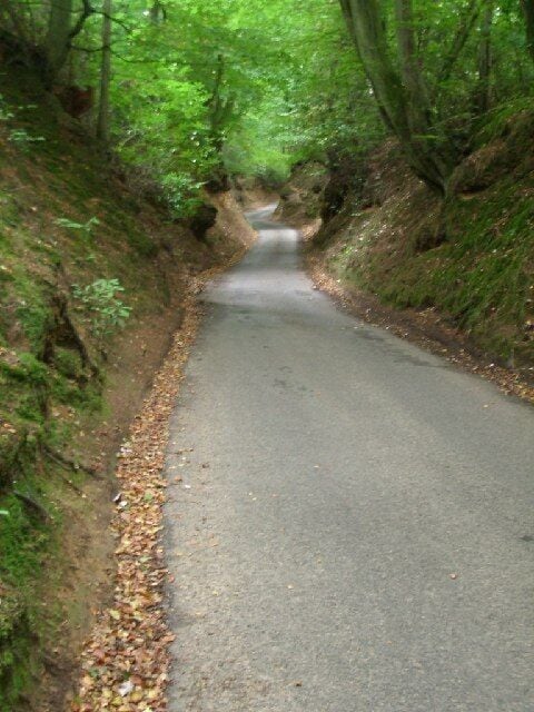 Un camino estrecho bordeado de árboles en un área boscosa.