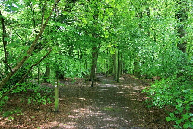 Beech woodland at White Down The path through beech woods down to the White Down Lane car park.