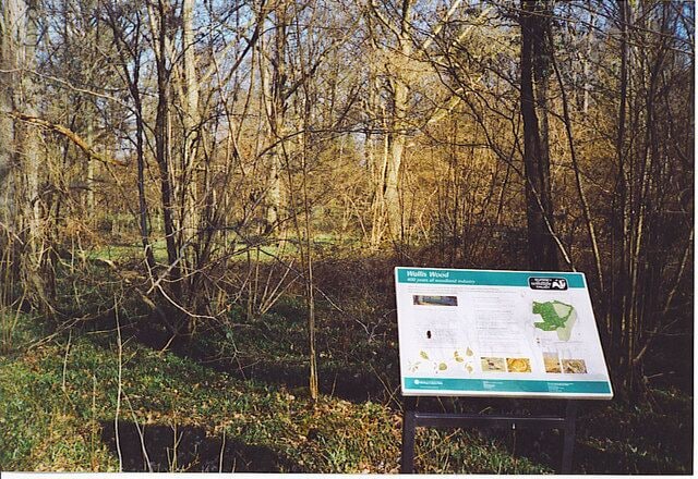Hazel in Wallis Wood Nature Reserve. Surrey Wildlife Trust is maintaining this wood which has at least 400 years of agricultural history behind it. The hazel was used for fencing and growth of it is being nurtured today. A nearby house is called "The Hazels".