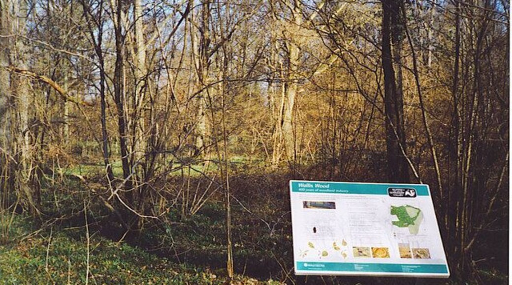 Hazel in Wallis Wood Nature Reserve. Surrey Wildlife Trust is maintaining this wood which has at least 400 years of agricultural history behind it. The hazel was used for fencing and growth of it is being nurtured today. A nearby house is called "The Hazels".