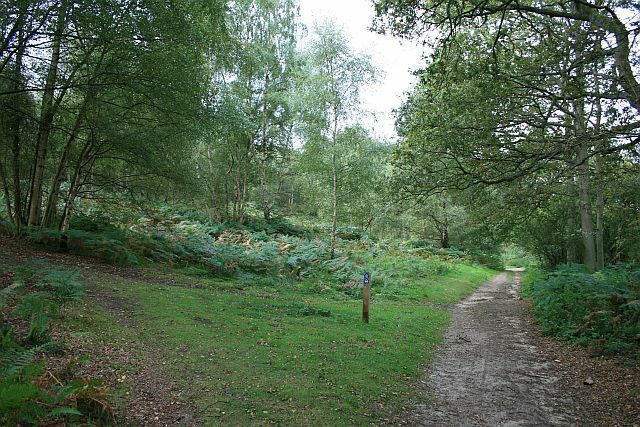 Bridleway on Abinger Roughs. Bridleway Abinger 12 on Abinger Roughs, at the junction with a path, left, which climbs up to the ridge. Straight ahead is 818898.