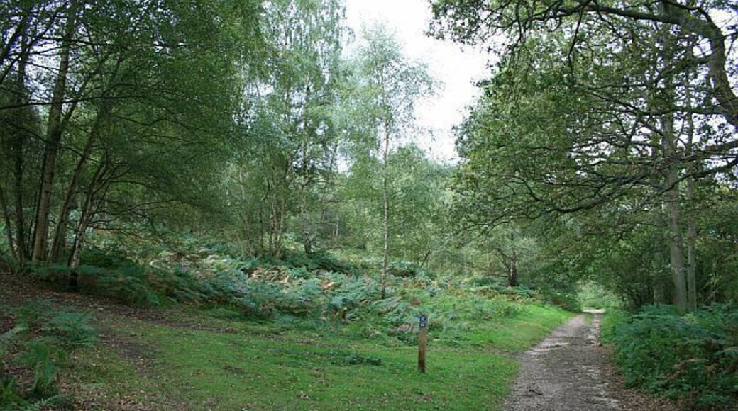 Bridleway on Abinger Roughs. Bridleway Abinger 12 on Abinger Roughs, at the junction with a path, left, which climbs up to the ridge. Straight ahead is 818898.