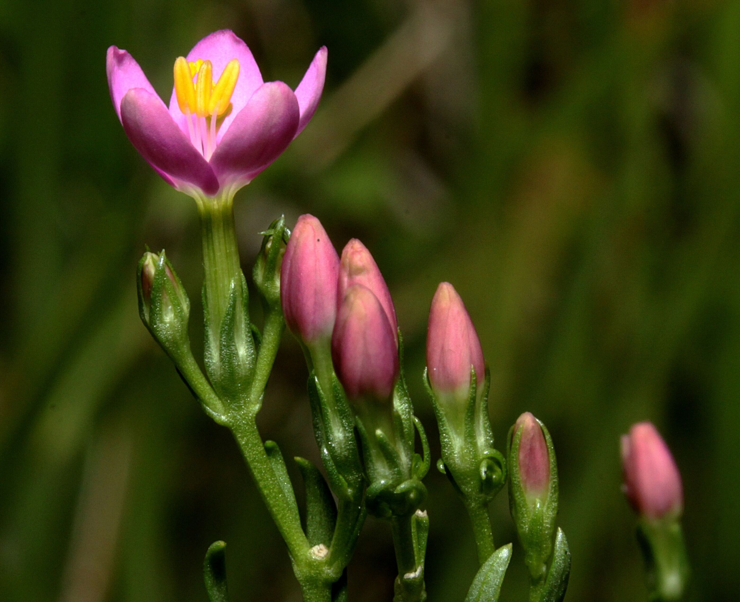 Centaurium erythraea on Juniper Top, Mickleham, Surrey
