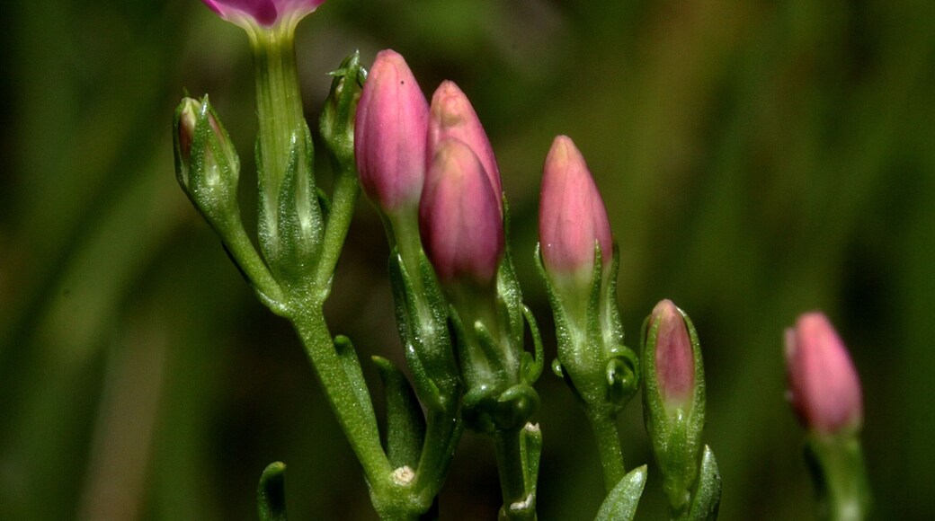 Centaurium erythraea on Juniper Top, Mickleham, Surrey