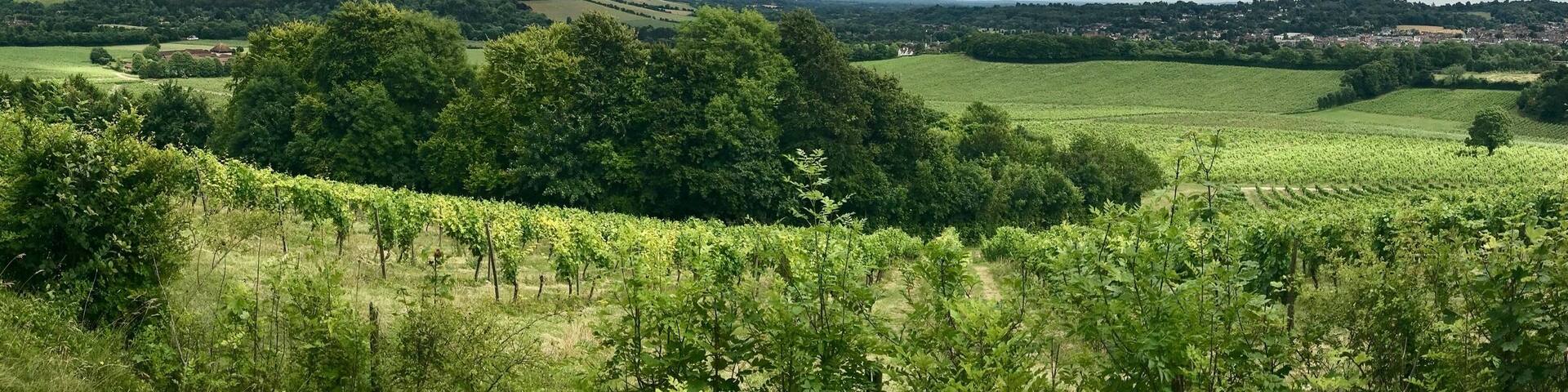 If you like wine then this wine estate is one of the places to see. Their classic collections are something you should try. Another must see when you visit England.