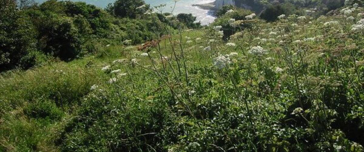 Paisaje costero con acantilados, vegetación y una vista despejada del océano.