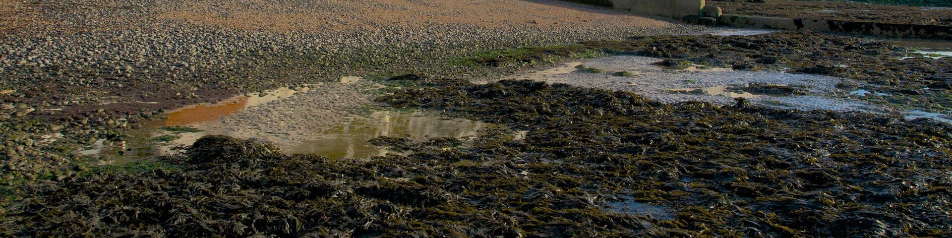 Douvres mettant en vedette panoramas, plage de galets et maison