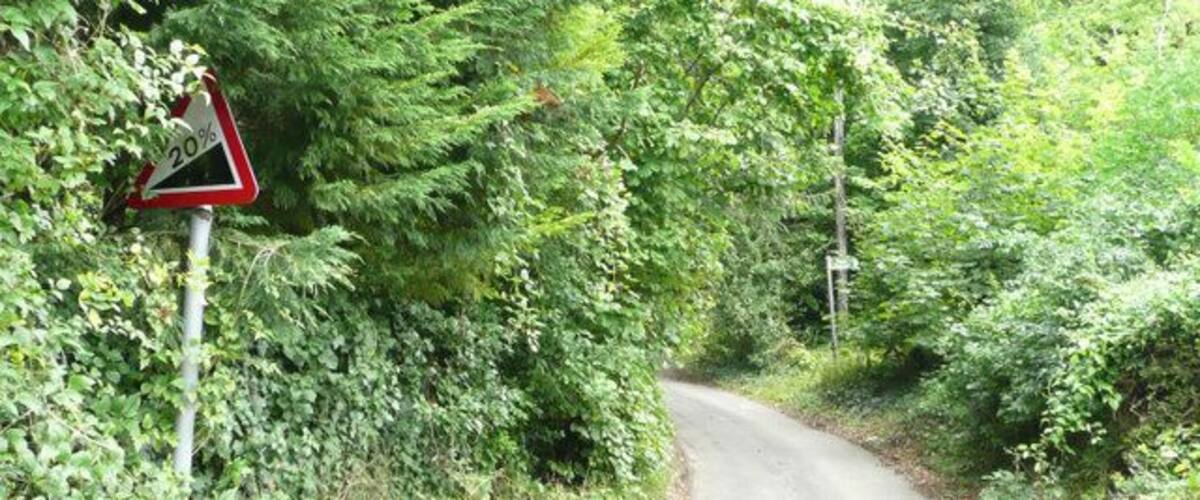 A narrow road winding through dense green foliage with a speed limit sign indicating 20 mph.
