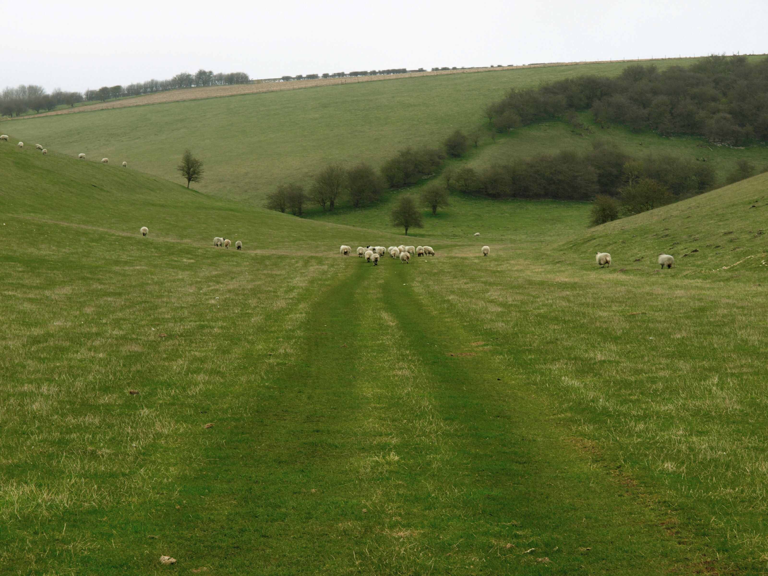A green field with a herd of sheep grazing.