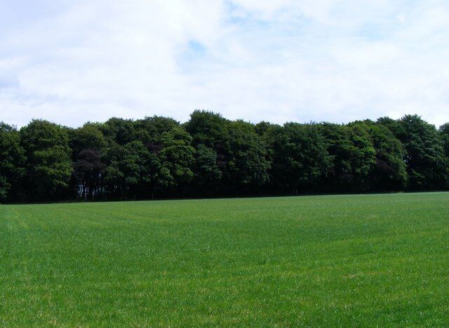 Small Woodland, Sledmere House Estate, Sledmere, East Riding of Yorkshire, England.