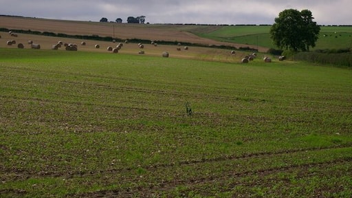 Field Near Honey Hill, Langtoft, East Riding of Yorkshire, England.