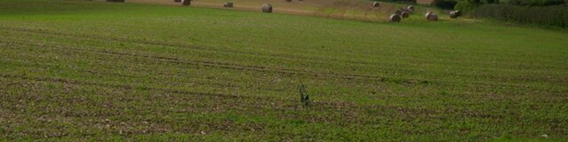 Field Near Honey Hill, Langtoft, East Riding of Yorkshire, England.