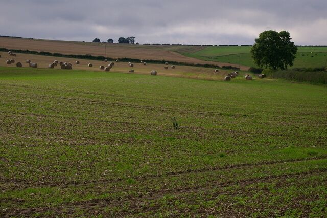 A rural landscape with fields, hay bales, and a tree.