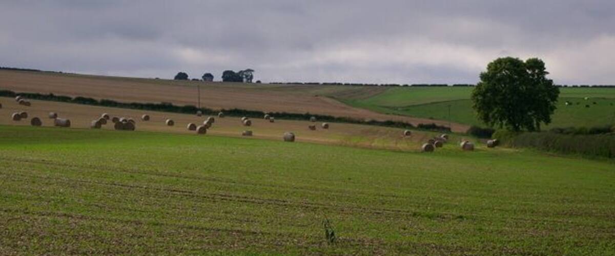 A rural landscape with fields, hay bales, and a tree.
