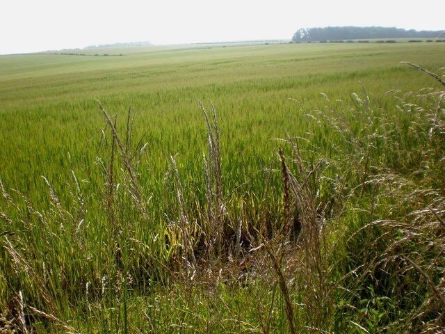 North Dalton, East Riding of Yorkshire, England. Green and pleasant land! A panoramic view across the Wolds taken from the approach road to North Dalton from Huggate.