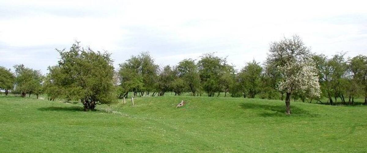 A grassy field with trees and a person sitting on the grass.