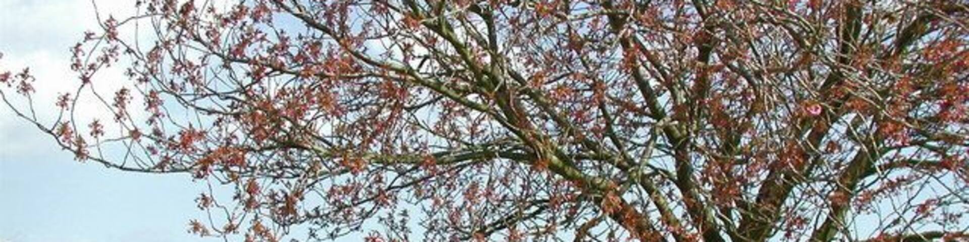 Westfield, Brandesburton, East Riding of Yorkshire, England. Flowering oilseed rape in fields north of the bridleway between Frodingham Road and Barff Hill, Brandesburton, looking north from Westfield towards Aldermen's Gorse.