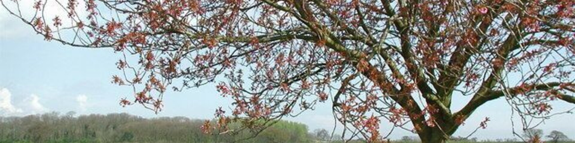 Westfield, Brandesburton, East Riding of Yorkshire, England. Flowering oilseed rape in fields north of the bridleway between Frodingham Road and Barff Hill, Brandesburton, looking north from Westfield towards Aldermen's Gorse.