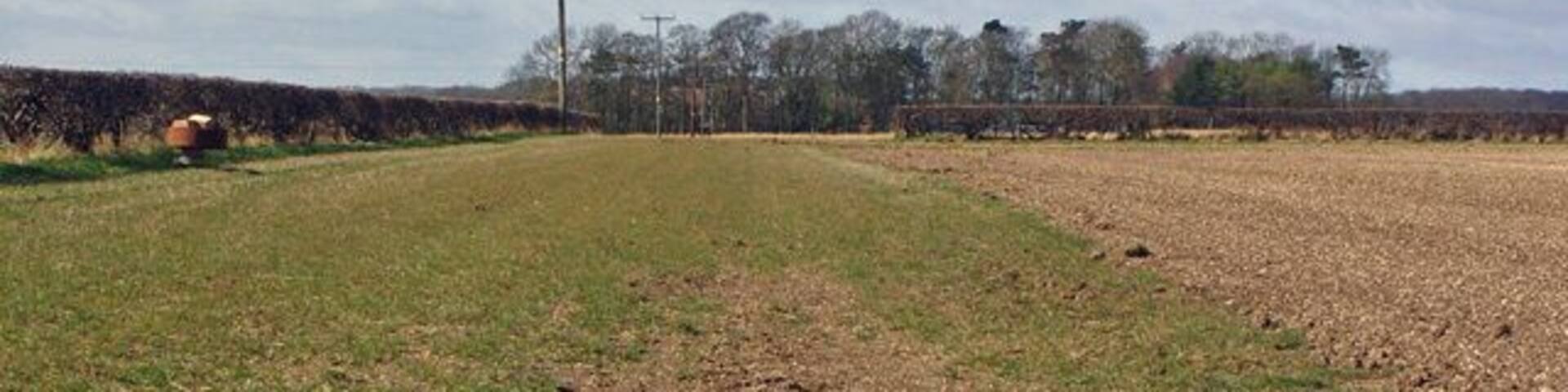 A rural landscape with a field, a hedge, and a utility pole.
