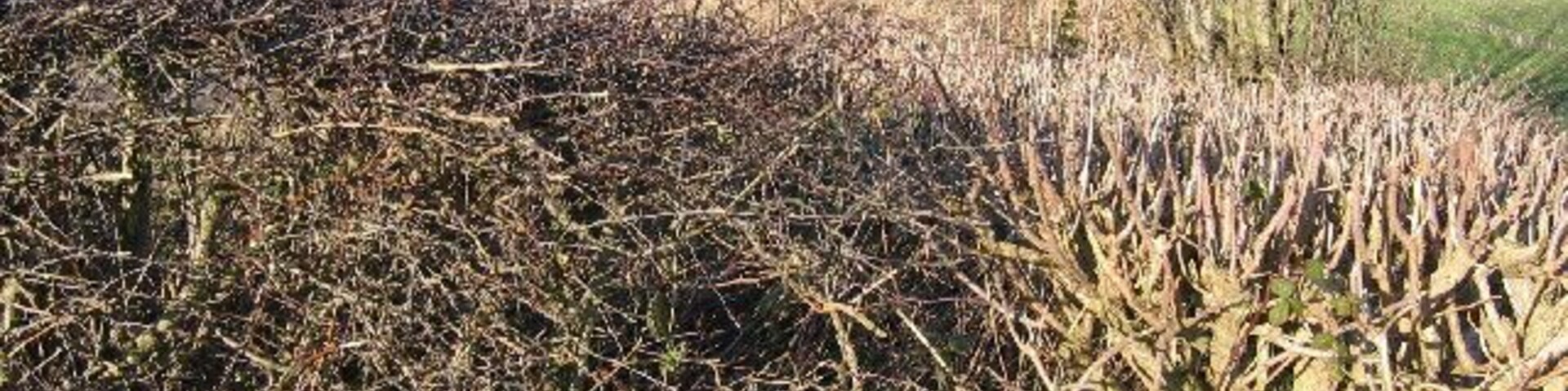 Farmland SW of Wetwang, East Riding of Yorkshire. This grid square is all farmland of which this is a typical view looking north.