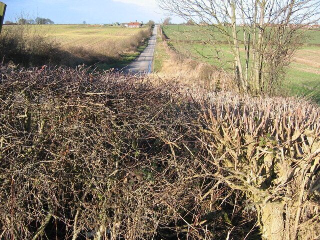 A rural road flanked by dense shrubbery and a tree.