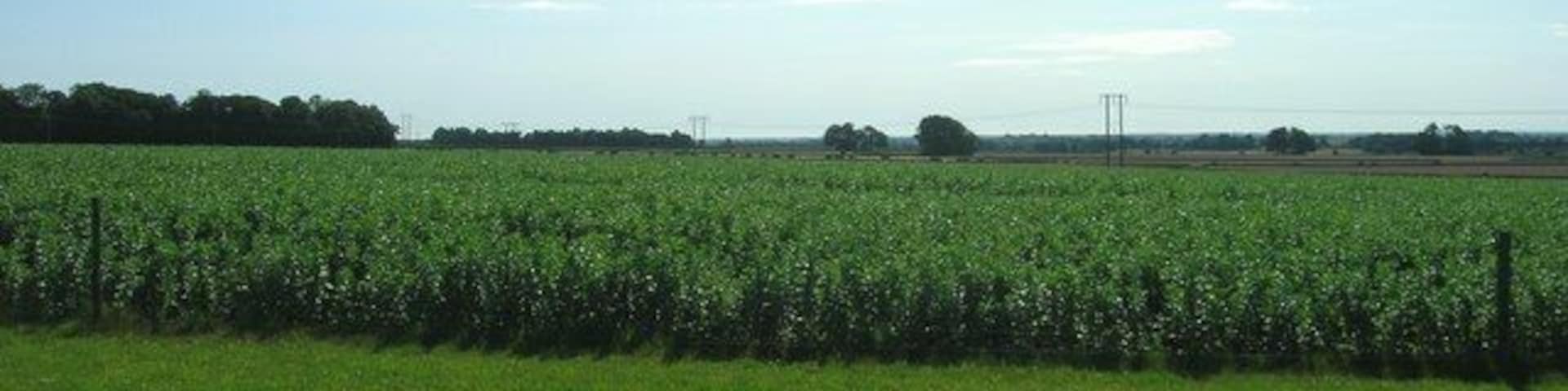 Wolds Farmland, North Dalton, East Riding of Yorkshire, England.