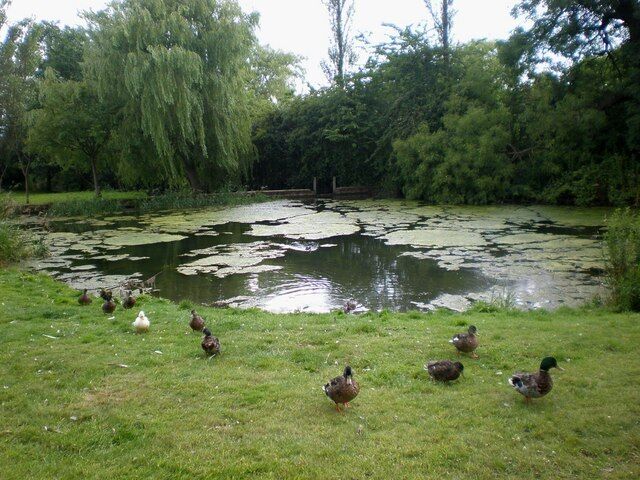 Pond at Kilham, East Riding of Yorkshire, England. The pond at Kilham, with its friendly ducks!