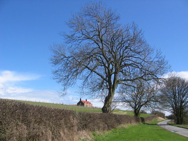 Un árbol sin hojas, un camino rural y un edificio rojo al fondo.