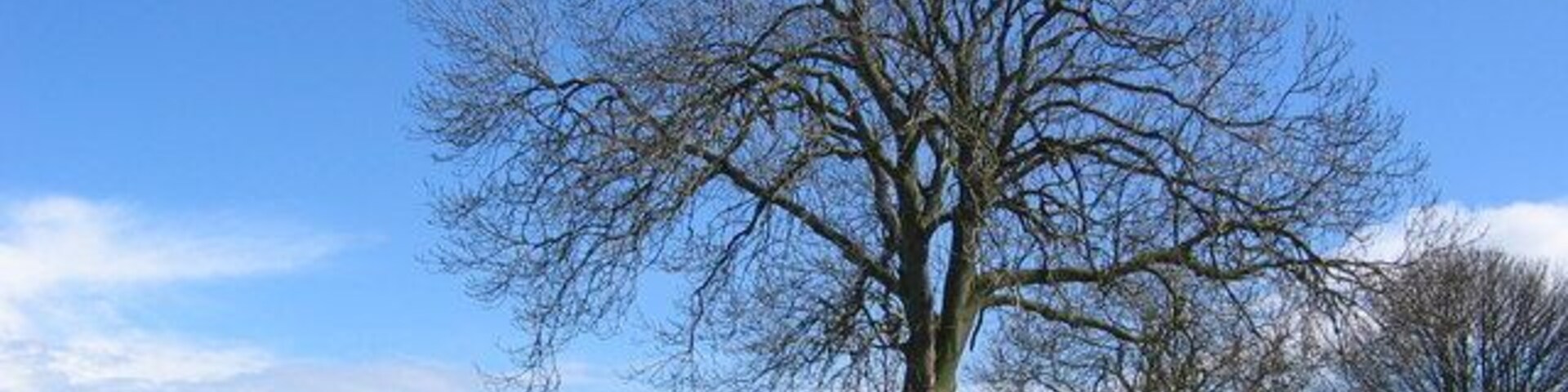 Un árbol sin hojas, un camino rural y un edificio rojo al fondo.