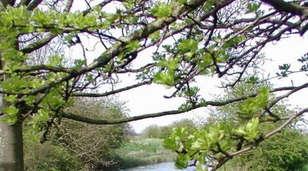Foston Beck, Brigham, East Riding of Yorkshire, England. Looking north from the B1249 near Bridge Farm, east of Brigham.
