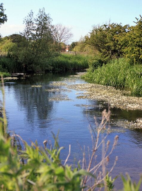 Un río tranquilo con guijarros y juncos, rodeado de abundante vegetación y árboles.